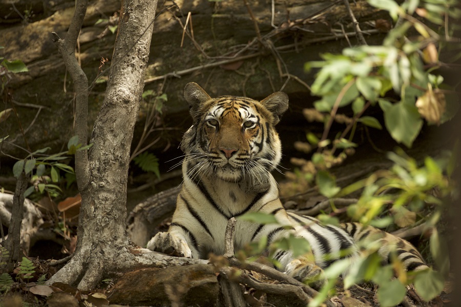 Welcome to the park - Tours for Tiger Lovers