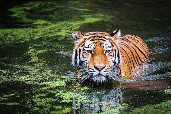 Bangladesh’s National Parks - Sundarban